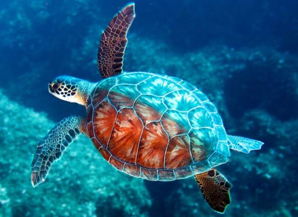 Морская черепаха Пакистан