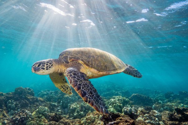 Морская черепаха бисса