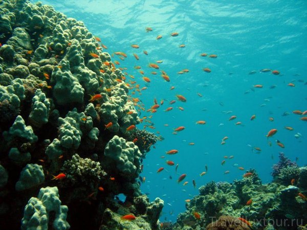 Красное море