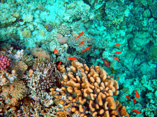 Коралловый риф в Шарм Эль Шейхе