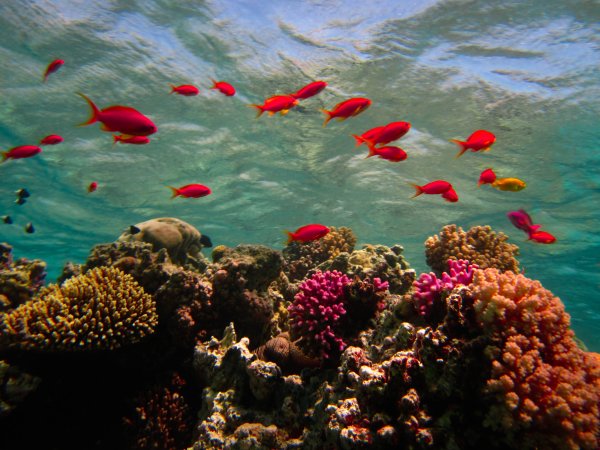 Красное море Хургада