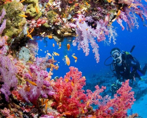 Большой Барьерный риф дайвинг