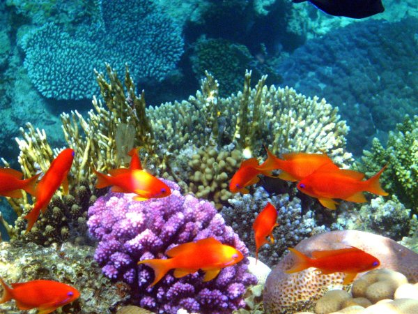 Рыбки в Красном море Египет