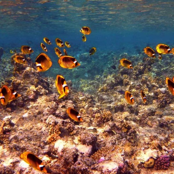 Красное море берег Африки