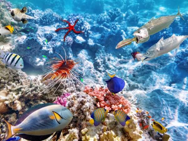 Моря индийского океана на карте