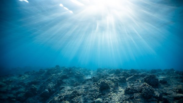 Морская звезда на берегу моря