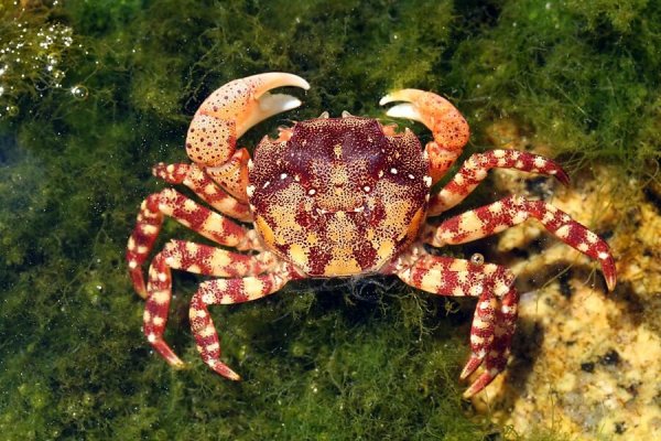 Дальневосточный морской заповедник ракообразные