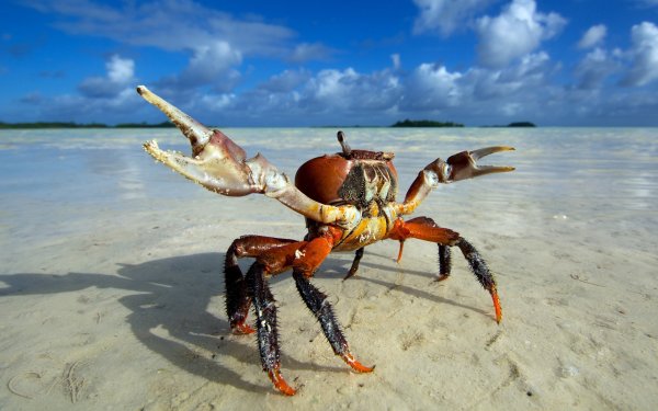 Байкальский краб