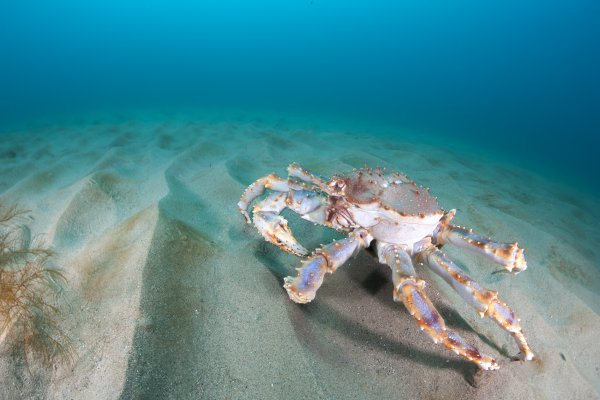 Кинг Блю краб