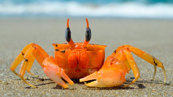 Красивый краб