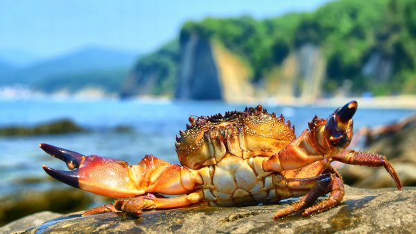 Красивый краб