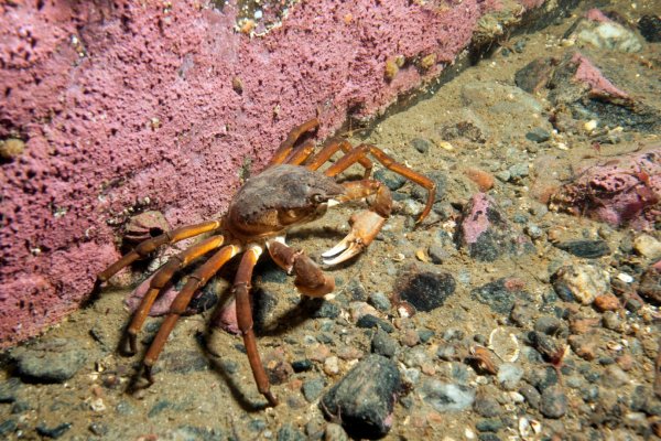 Тенерифе Крабы