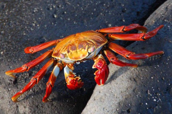 Разноцветные Крабы