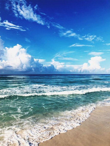 Природа пальмы