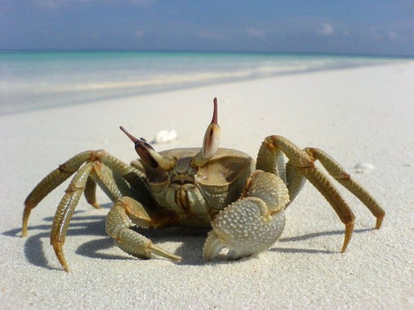 Занзибарский краб