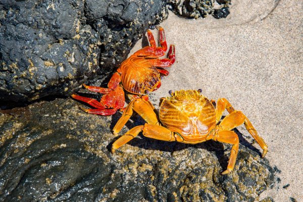Краб-отшельник Галапагос