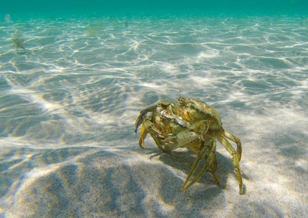 Мыс Тарханкут Крабы