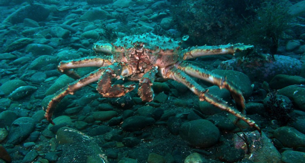 Краб отшельник черное море