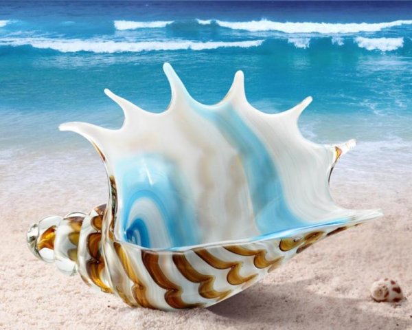 Красивые ракушки