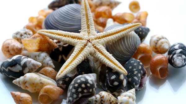 Ракушки морские съедобные