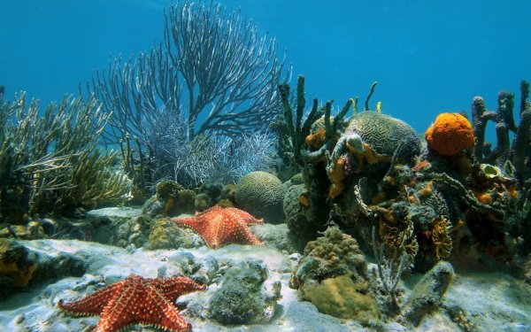 Морской берег