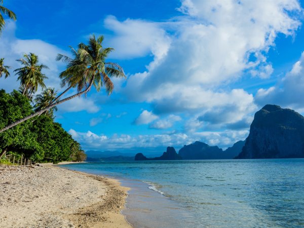 Филиппины пальмы филиппинец