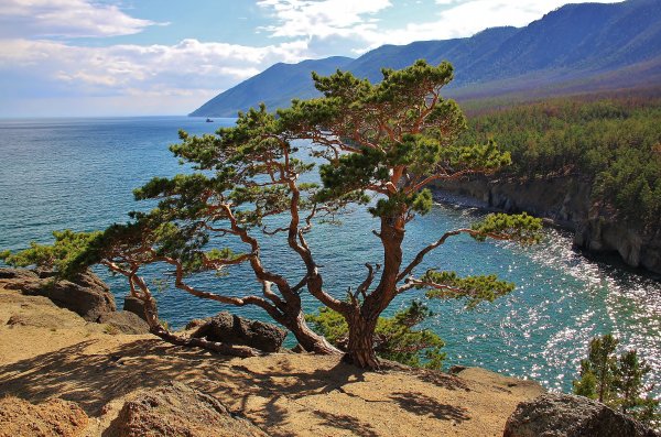 Пейзаж море лес