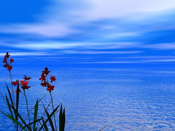 Цветы в воде на океане
