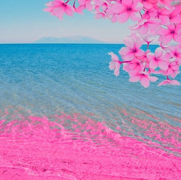 Цветы и море