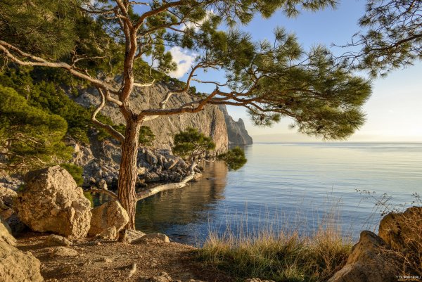 Крым сосны горы море Песчаное