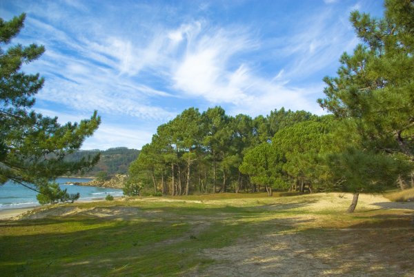 Сосновый лес у моря