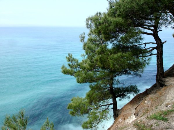 Сосна Пицундская Утриш