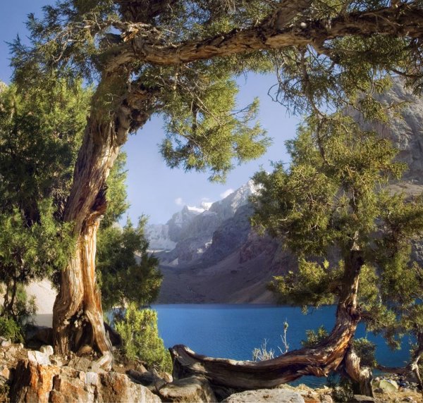 Озеро сосны