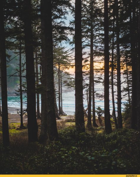 Лес и океан