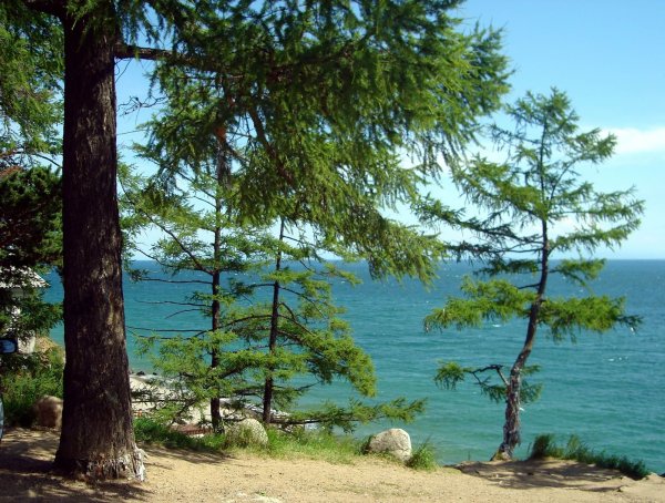 Хвойный лес Грузия озеро