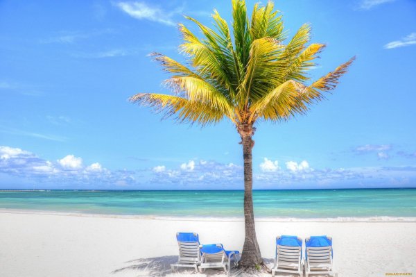 Пальмы на берегу