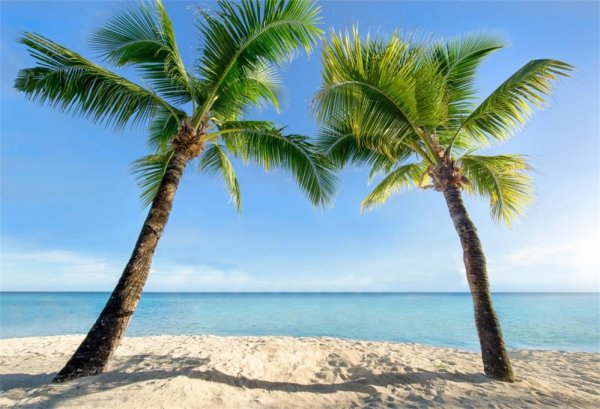 Пальма Баунти с девушкой