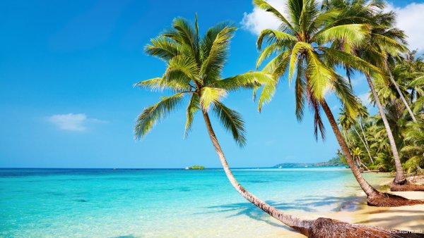 Море пальмы яхта