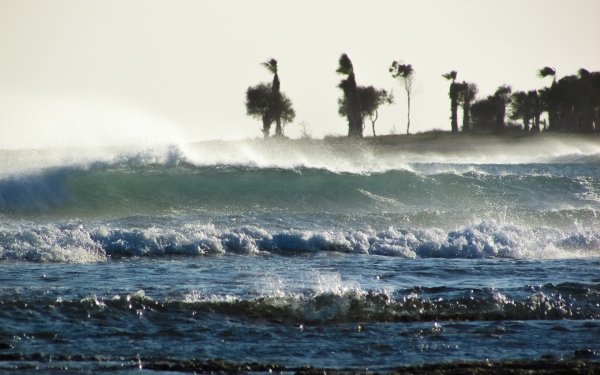 Море волны пальмы