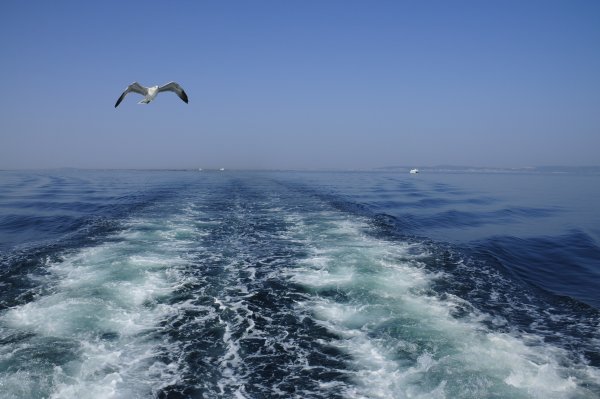 Волны в открытом море