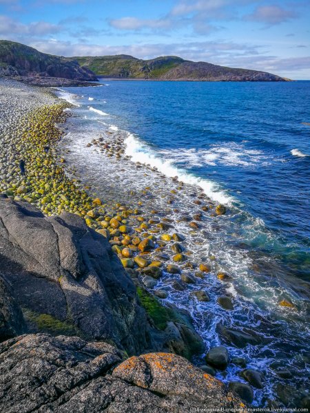 Камбарка Баренцево море