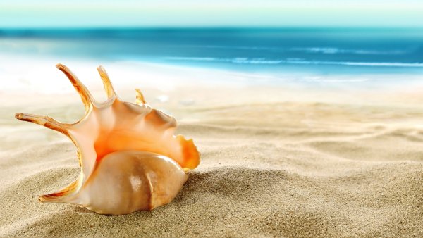 Море ракушки