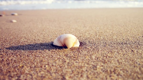 Море ракушки