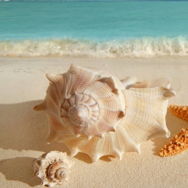 Ракушки на берегу