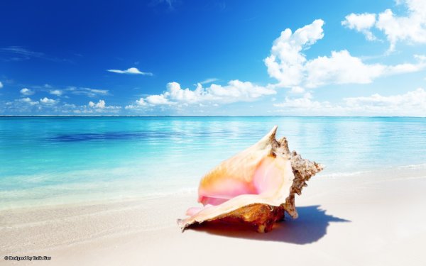 Песчаный пляж с ракушкой