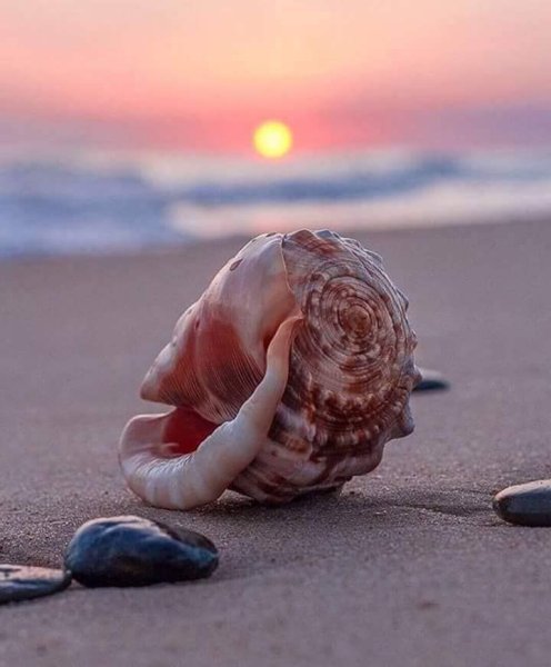 Устрицы в Азовском море