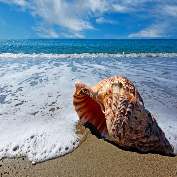 Эстетика ракушек на пляже