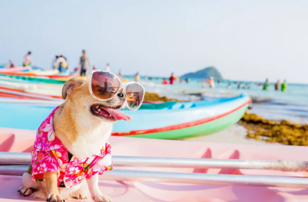 Собака на море