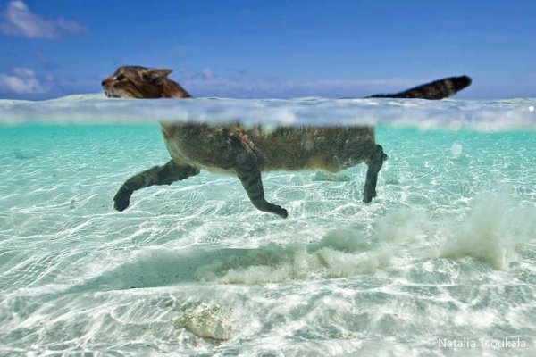 Кошка и океан