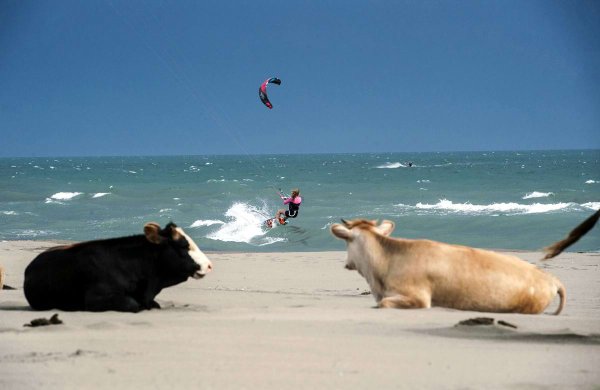 Корова на пляже